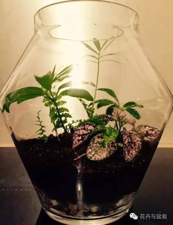 叶子斑斓的植物有哪些,叶子紫色有斑点植物