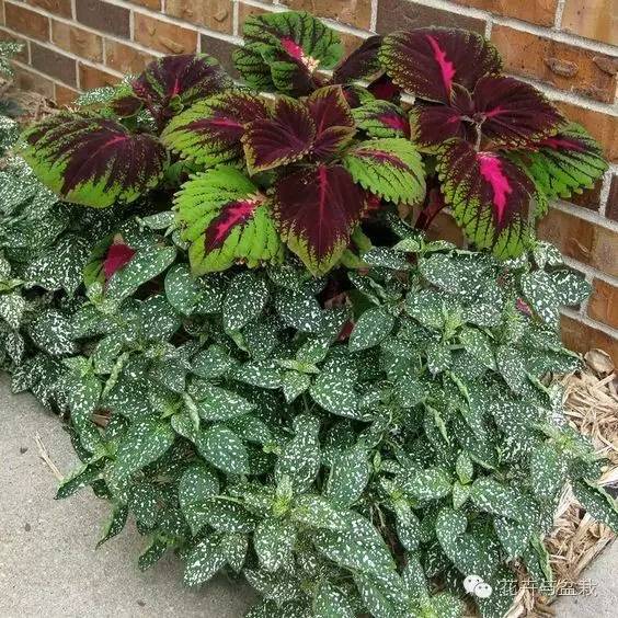 叶子斑斓的植物有哪些,叶子紫色有斑点植物