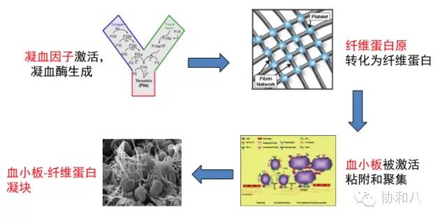 是救命仙丹，还是夺命惊魂丨一页手册·协和八