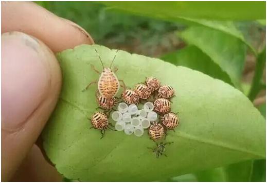 柑橘8月份病虫害防治,8月柑橘病虫害防治