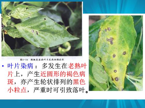 防治朝天椒炭疽病,辣椒炭疽病属于真菌还是细菌