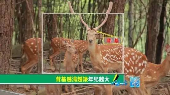 鹿茸滋补讲解,鹿茸在什么季节进补效果最好