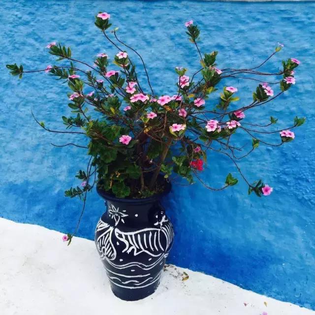 三毛撒哈拉的经典语录,三毛撒哈拉经典语录