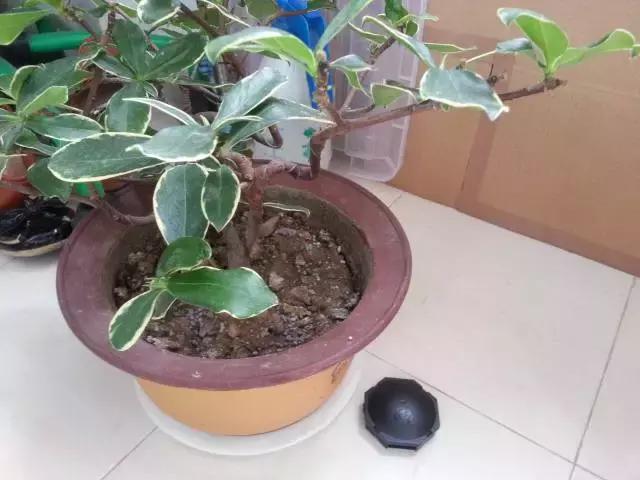 日本常用的干货,日本新手必备的东西