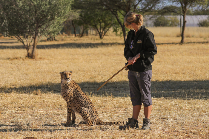 猎豹奔跑壮观,猎豹狂奔