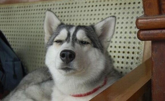 分析哈士奇的优缺点哈士奇好不好养