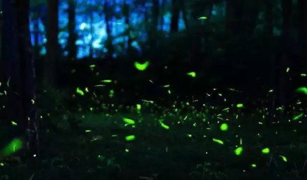 七夕买点萤火虫送TA？救救萤火虫！你的浪漫可能会让它走向灭绝