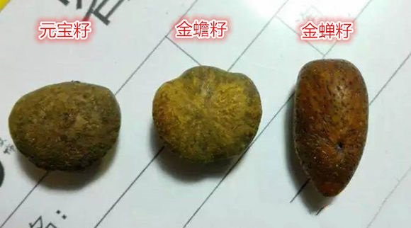 金蝉子星月菩提是什么料,星月菩提龙鳞是什么