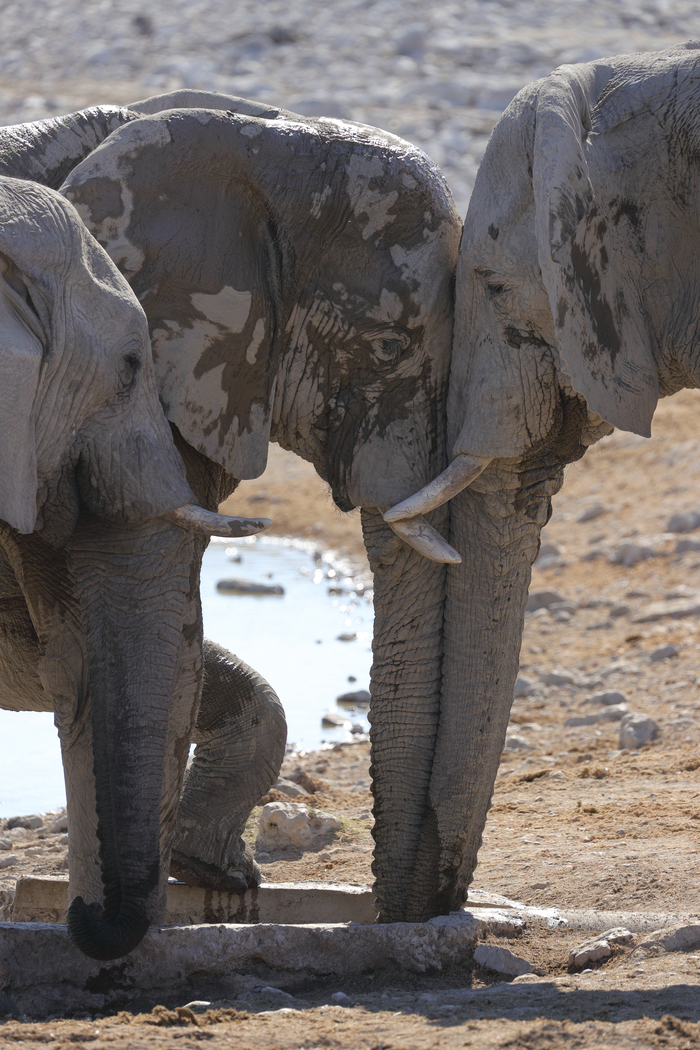猎豹奔跑壮观,猎豹狂奔