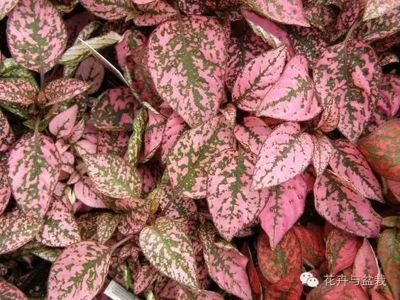 叶子斑斓的植物有哪些,叶子紫色有斑点植物