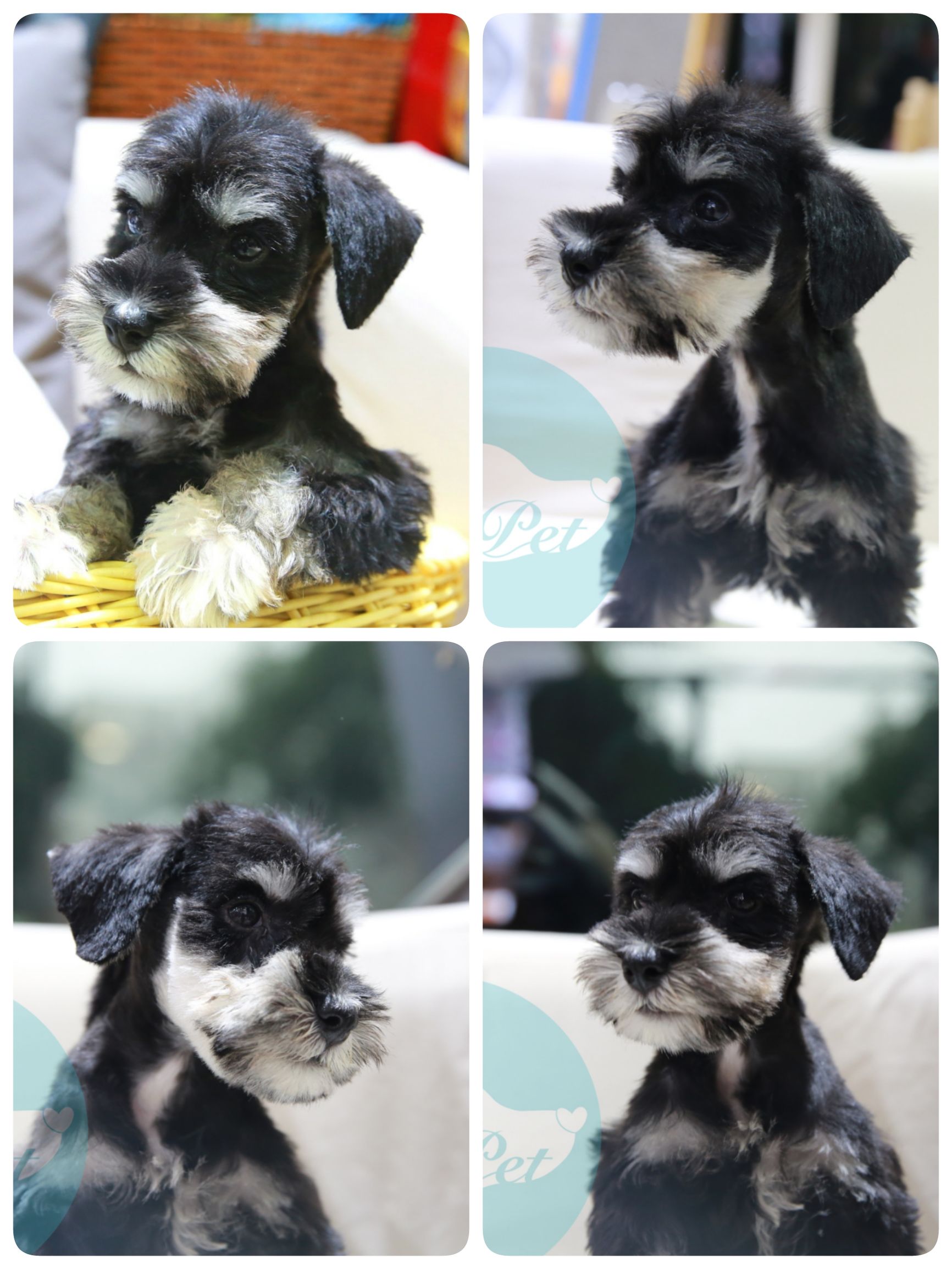 怎样挑选一只好的雪纳瑞犬,如何挑选一只适合家养的雪纳瑞