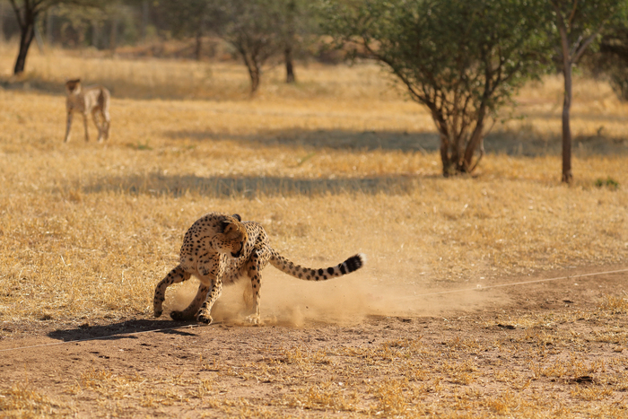 猎豹奔跑壮观,猎豹狂奔