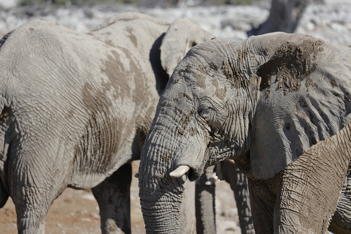 猎豹奔跑壮观,猎豹狂奔