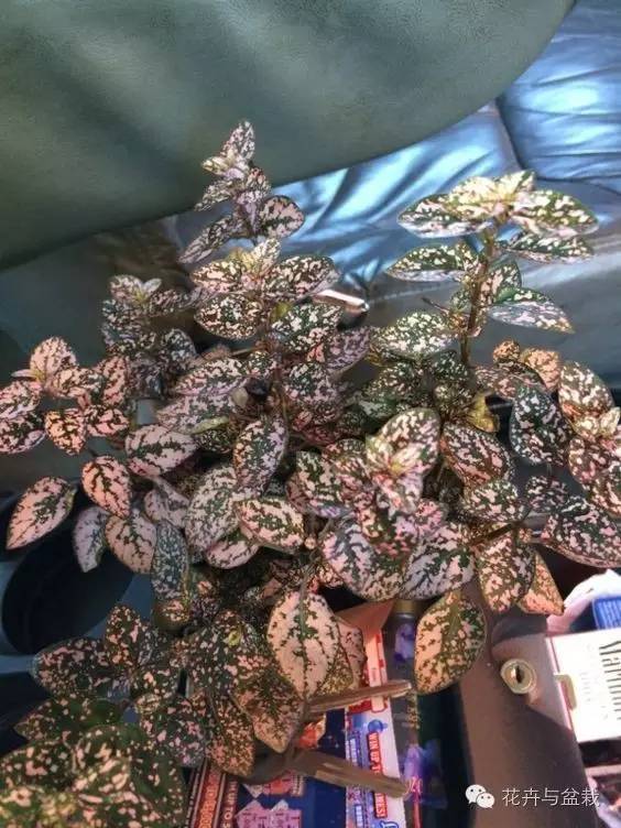 叶子斑斓的植物有哪些,叶子紫色有斑点植物