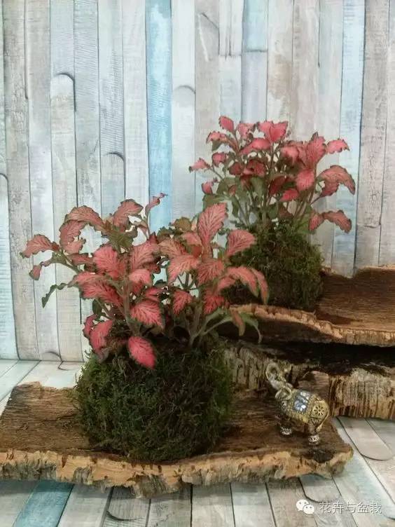 叶子斑斓的植物有哪些,叶子紫色有斑点植物