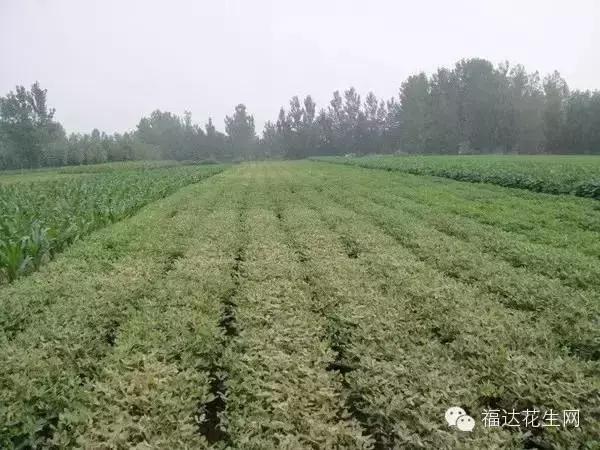 花生红蜘蛛病的治疗方法,春花生红蜘蛛最佳治疗方法