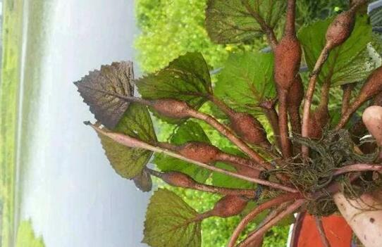 女钓手钓9百多斤大鲤鱼,90后妹子钓小龙虾