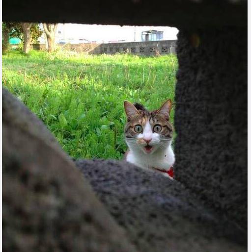 可以舔猫咪的神器,舌头仿真器