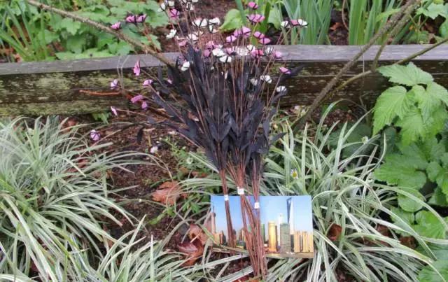 韩啸,韩啸抖音视频