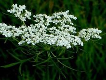 虞娇人凝胶，女性妇科疾病的克星？