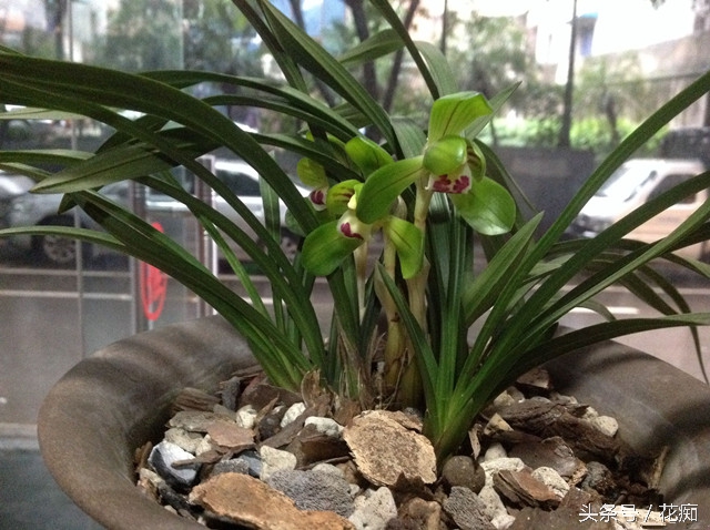 如何才能真正的养好兰花,如何养好一盆兰花