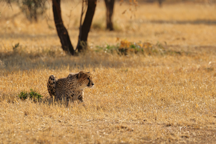 猎豹奔跑壮观,猎豹狂奔