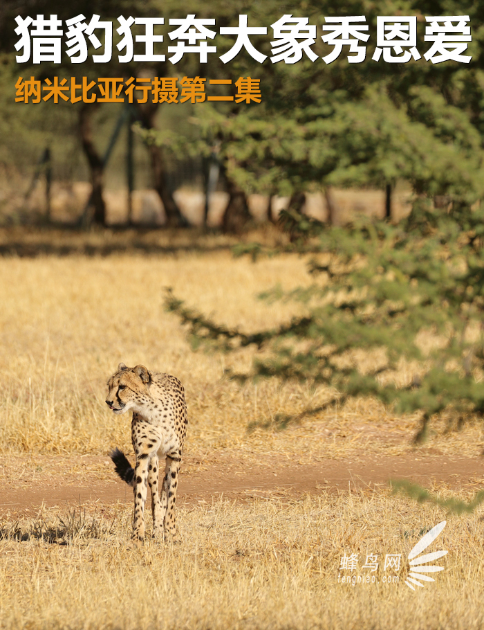 猎豹奔跑壮观,猎豹狂奔