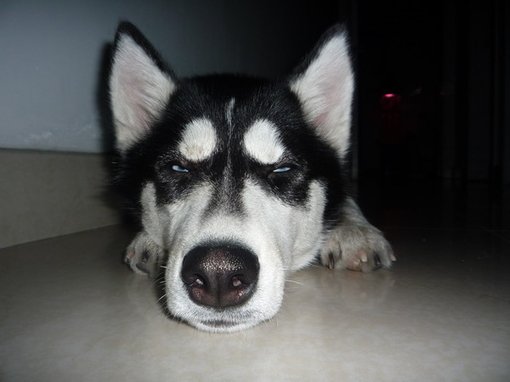 分析哈士奇的优缺点哈士奇好不好养