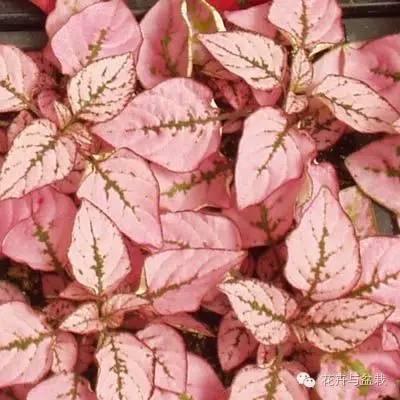 叶子斑斓的植物有哪些,叶子紫色有斑点植物