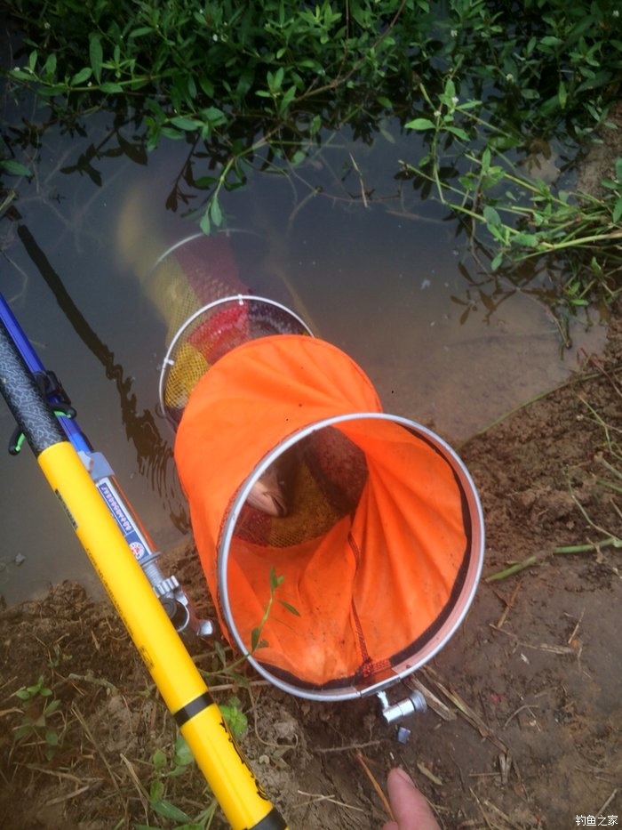 老鬼鳊鱼饵料配方,老鬼钓鳊鱼饵料