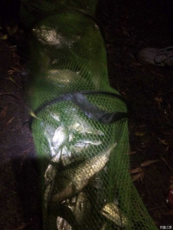 老鬼鳊鱼饵料配方,老鬼钓鳊鱼饵料