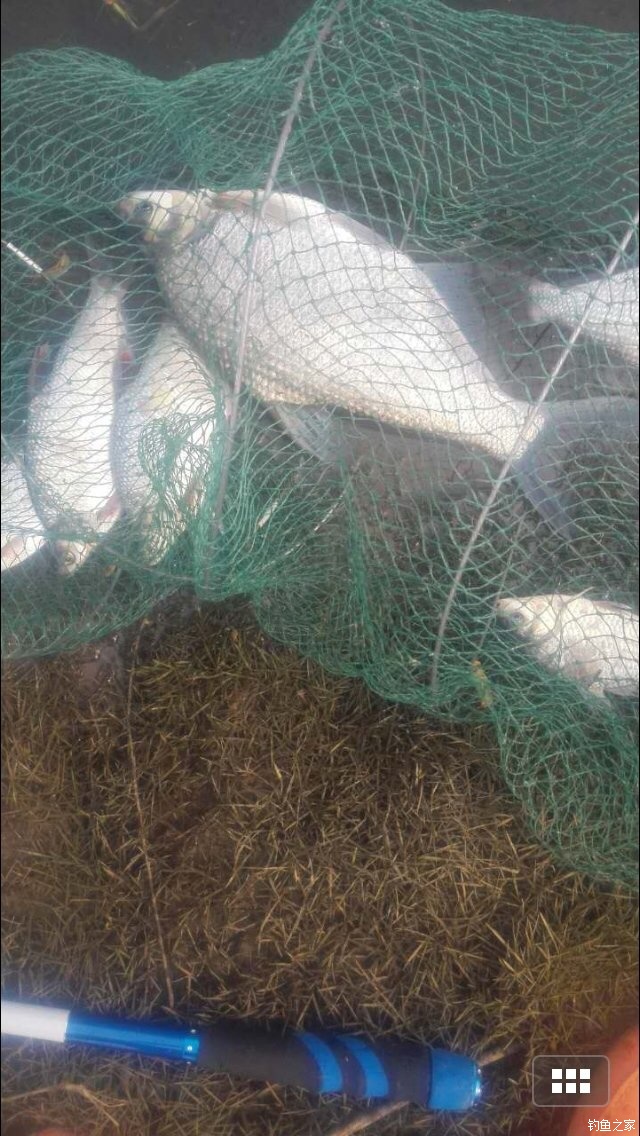 老鬼鳊鱼饵料配方,老鬼钓鳊鱼饵料