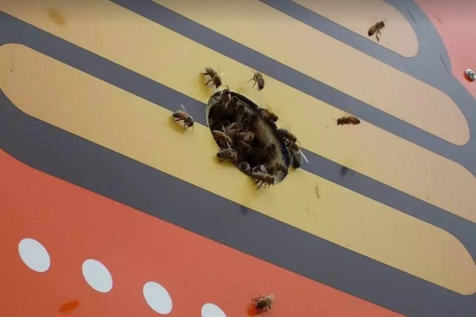 老中医蜂蜜系列,老中医秘制蜂蜜