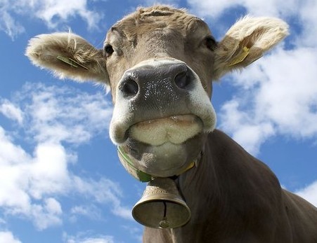 属牛人2024年事业财运运势,属牛人今年的财运在哪个方位