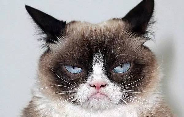 你买过哪些味道的猫砂,你的猫砂用对了吗