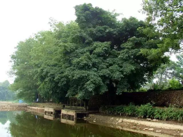 小长假来一场茶之旅,带茶叶旅游攻略