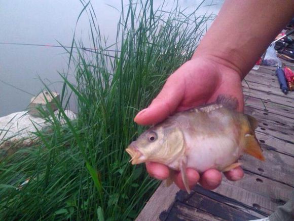 并继竿与振出竿哪个手感好,并继竿多长手感最好