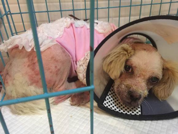 虽然你像怪物，但是我们也会伸出援手