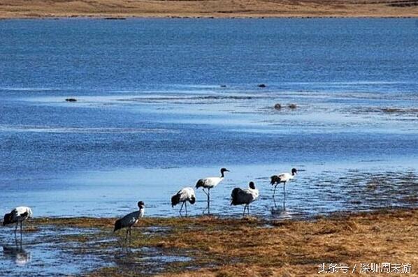 阿坝州川西北大草原,川西北若尔盖地区