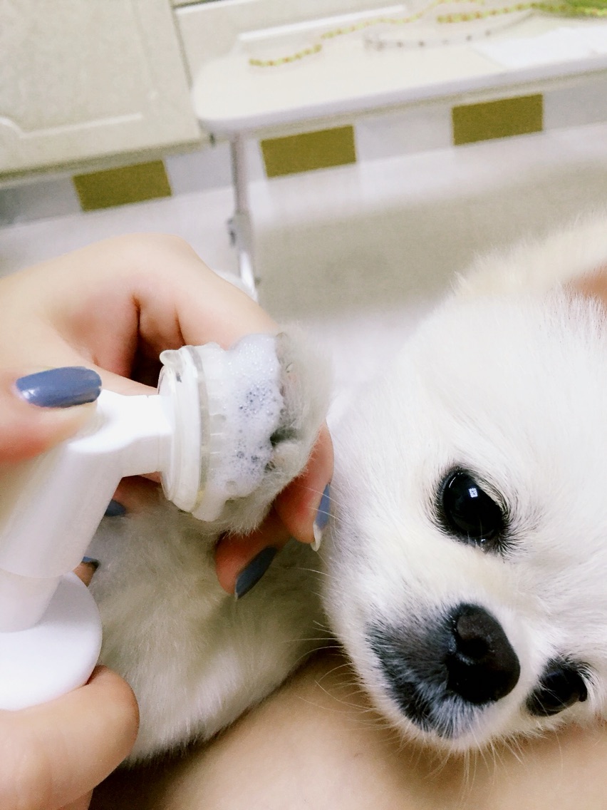 体贴的麻麻~狗狗爪爪大保健，还我嫩嫩的纤纤玉足