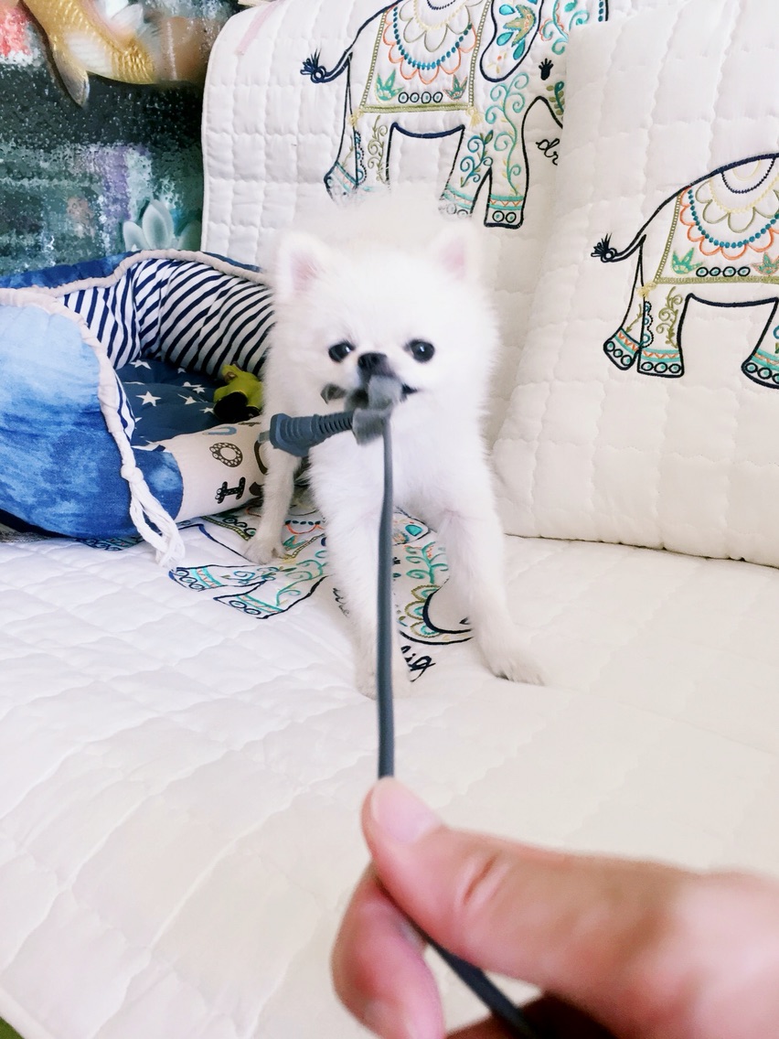 体贴的麻麻~狗狗爪爪大保健，还我嫩嫩的纤纤玉足