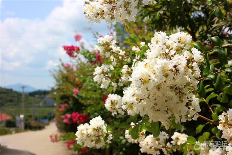 宁波最美风车公路,宁波最美公路
