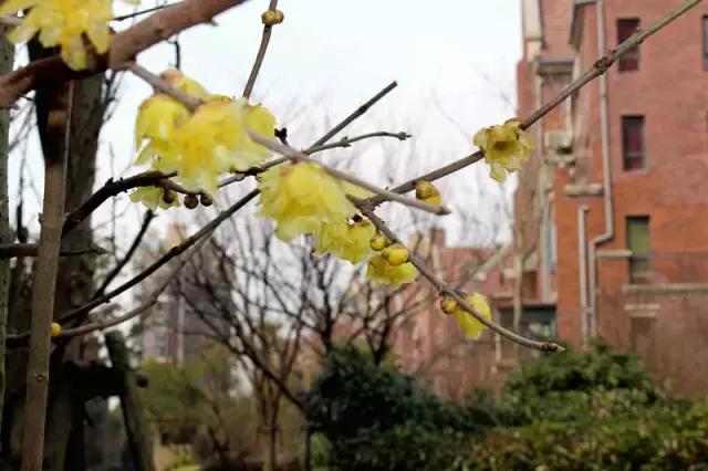 青浦旭辉玫瑰湾别墅,青浦区旭辉玫瑰湾