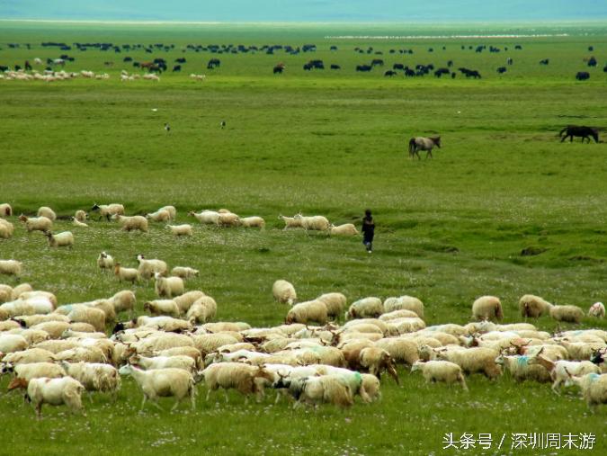 阿坝州川西北大草原,川西北若尔盖地区