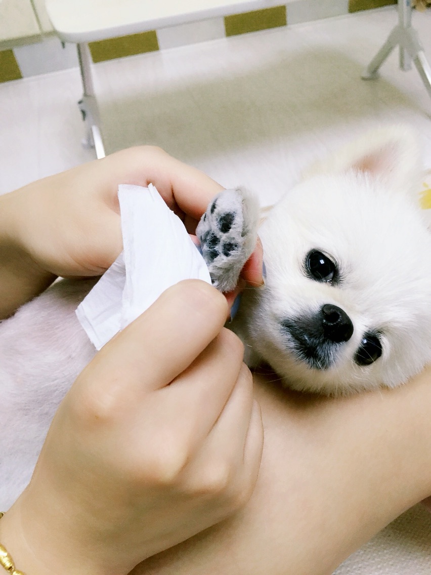 体贴的麻麻~狗狗爪爪大保健，还我嫩嫩的纤纤玉足