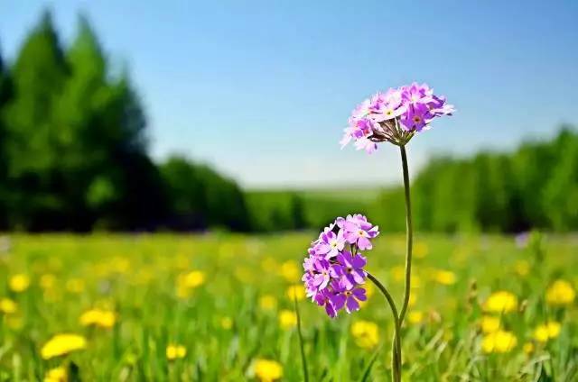 承德丰宁和围场哪个好玩,承德丰宁和承德围场