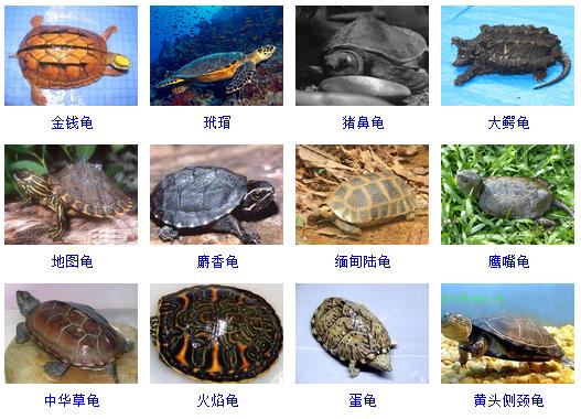 想养宠物又不知道养什么,整理一份养宠物的知识