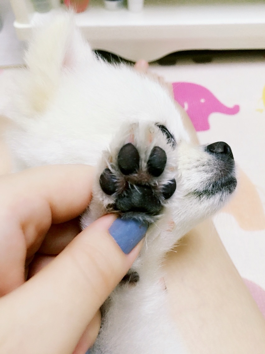 体贴的麻麻~狗狗爪爪大保健，还我嫩嫩的纤纤玉足