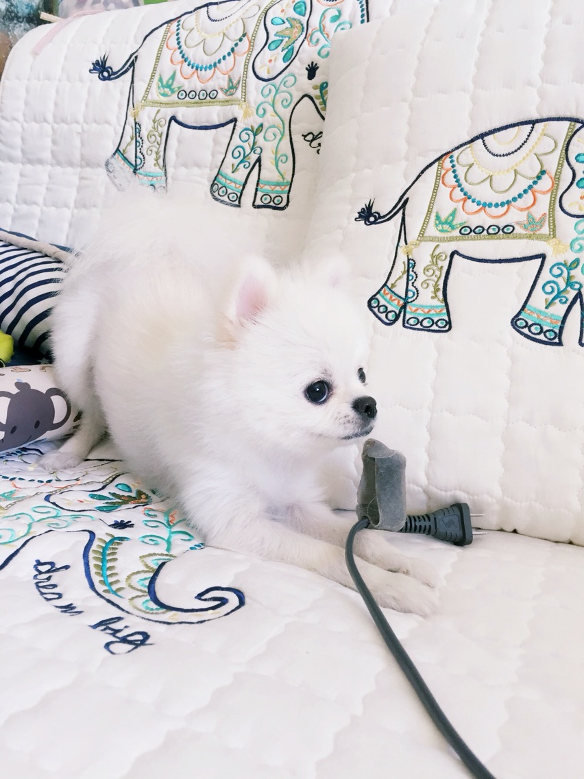 体贴的麻麻~狗狗爪爪大保健，还我嫩嫩的纤纤玉足