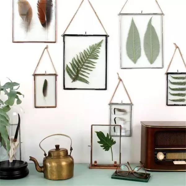 植物标本怎么装饰墙面 (植物标本室内装修挂件)